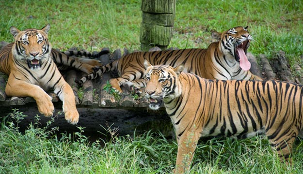 Lok Kawi Wildlife Park